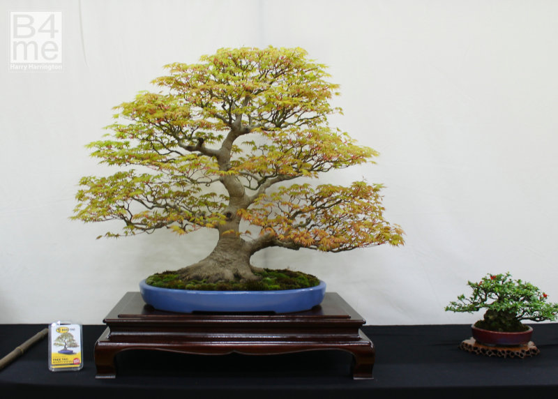 japanese Maple bonsai 